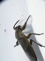 Lethocerus annulipes