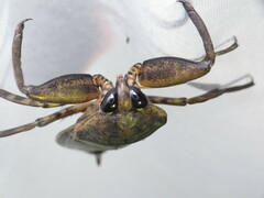 Lethocerus annulipes