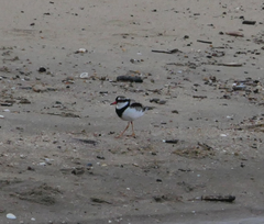Elseyornis melanops