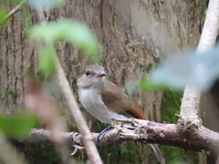 Pachycephala cinerea