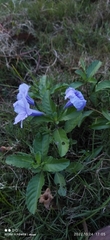 Ruellia tuberosa