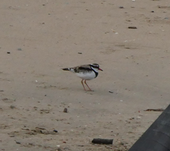 Elseyornis melanops