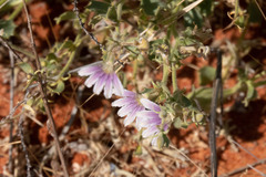 Scaevola humilis