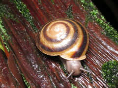 Caracolus marginella