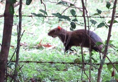 Dasyprocta fuliginosa