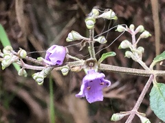 Prostanthera melissifolia