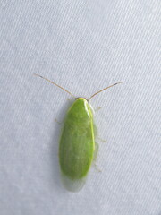 Panchlora nivea