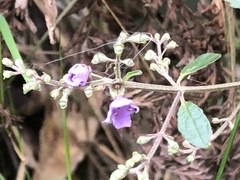 Prostanthera melissifolia