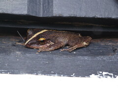 Eleutherodactylus coqui