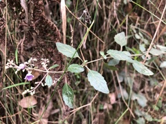 Prostanthera melissifolia