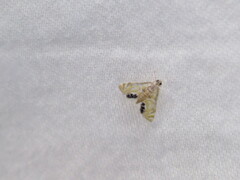 Acentropinae