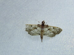 Salbia