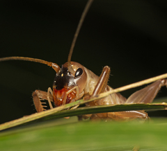 Chauliogryllacris