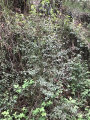 Prostanthera melissifolia