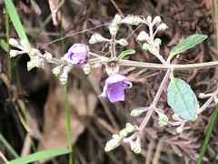 Prostanthera melissifolia