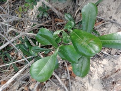 Cussonia thyrsiflora