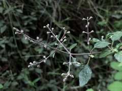 Prostanthera melissifolia