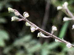 Prostanthera melissifolia