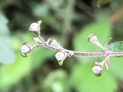 Prostanthera melissifolia