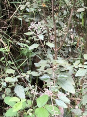 Prostanthera melissifolia