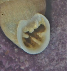 Abida secale