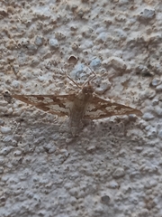 Sameodes cancellalis