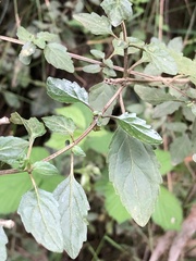 Prostanthera melissifolia