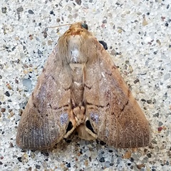 Litoprosopus futilis