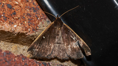 Adrapsa ablualis