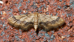 Idaea trypheropa