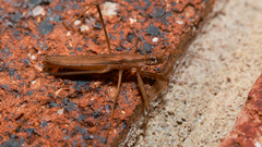 Sastrapada australica