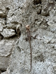 Agamidae