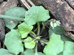 Viola hederacea
