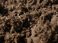 Chilothorax distinctus