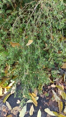 Chenopodium betaceum