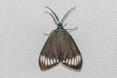 Cyclosia panthona