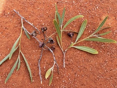 Alectryon oleifolius canescens