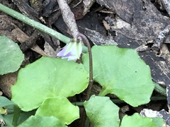 Viola hederacea
