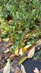 Chenopodium betaceum