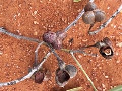 Alectryon oleifolius canescens