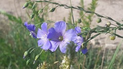 Linum baicalense