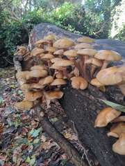 Armillaria novae-zelandiae