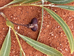 Alectryon oleifolius canescens