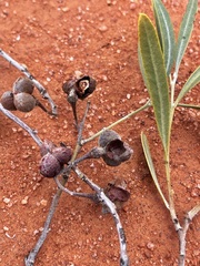 Alectryon oleifolius canescens