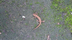 Lissotriton