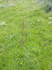 Rumex acetosa