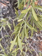 Alectryon oleifolius canescens