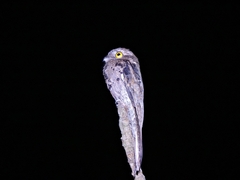 Nyctibius griseus