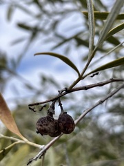 Alectryon oleifolius canescens