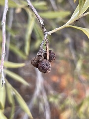 Alectryon oleifolius canescens